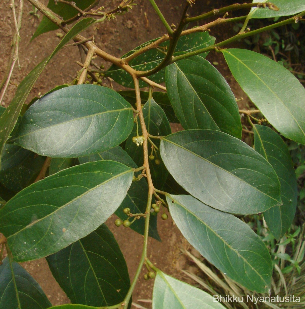 Hydnocarpus venenatus Gaertn.